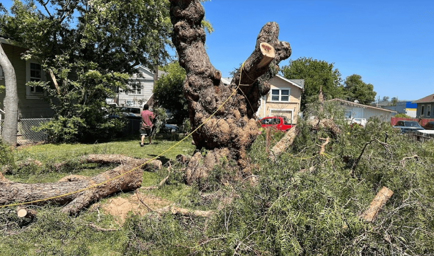 TREE CUTTING